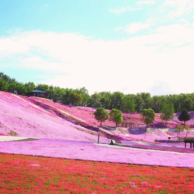 北海道赏樱住宿,北海道赏樱手册