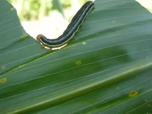 玉米苗期病虫害的防治,玉米苗期病虫害图片