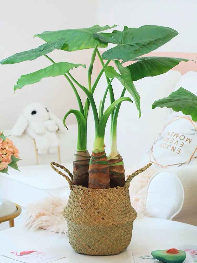 滴水观音是不是有毒的植物,滴水观音有毒为啥还有人养