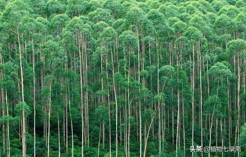 桉树害处新闻视频,桉树为什么危害健康