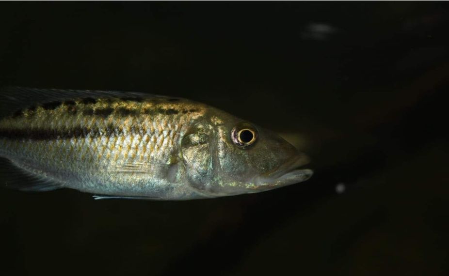 自己做大型水陆缸,在家自己打造一个沙漠缸