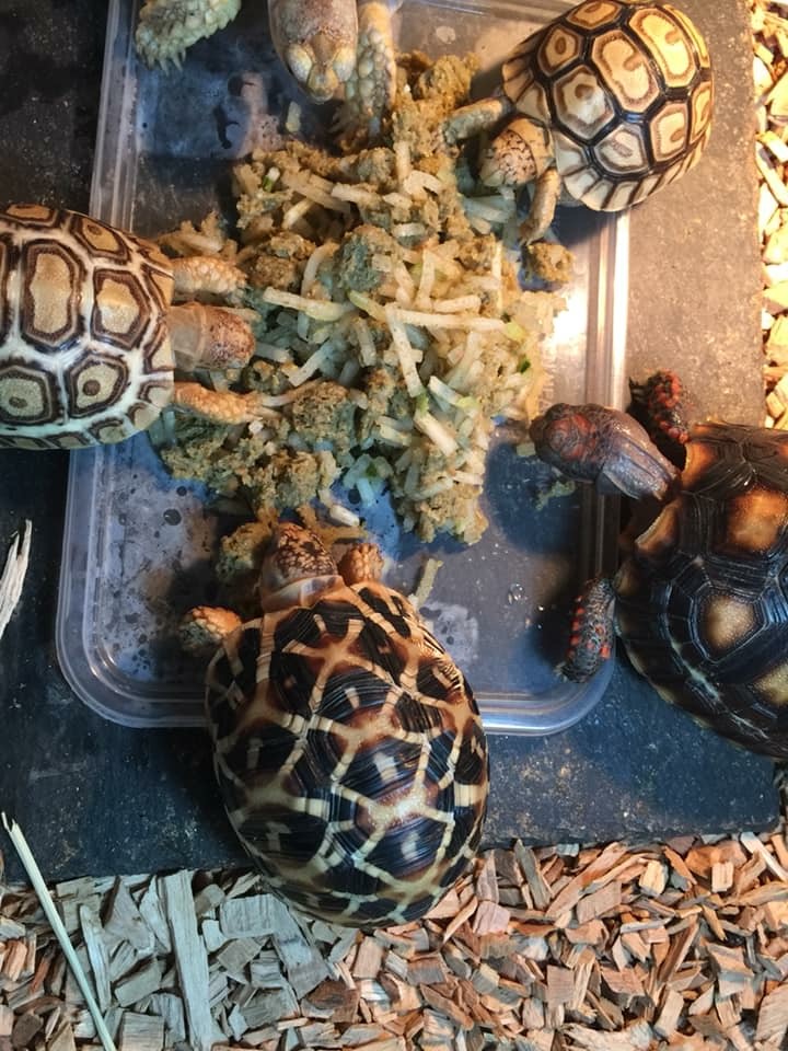 印度星陆龟能养吗,印度星陆龟如何养