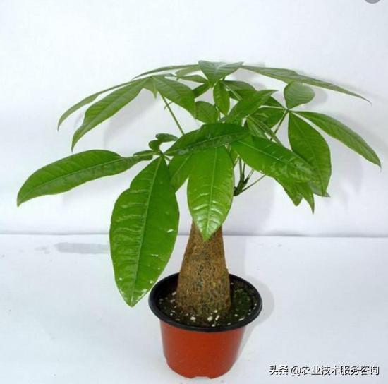 发财树叶片发黄卷曲怎么回事,发财树叶片发黄怎么补救