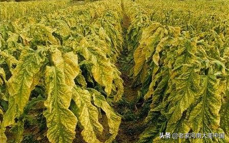 许昌襄县烟叶烘烤基地,河南许昌襄城县烟叶基地