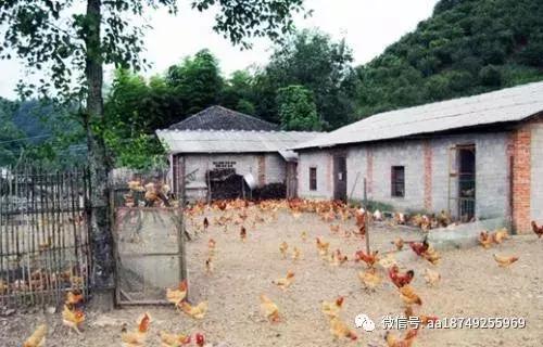 散养鸡怎样做易烂又好吃,散养鸡要怎么做好吃又有营养