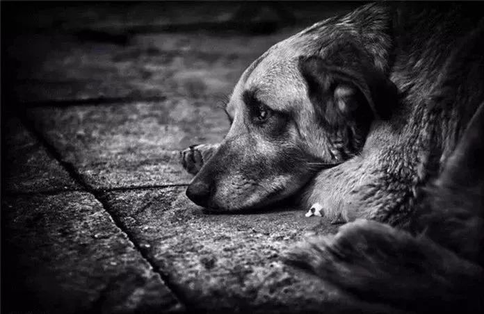 狗狗送人了多久会忘记旧的主人,狗狗寄养时间长了会忘记主人吗