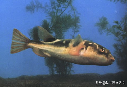 河豚中毒的特效药,河豚中毒特效药