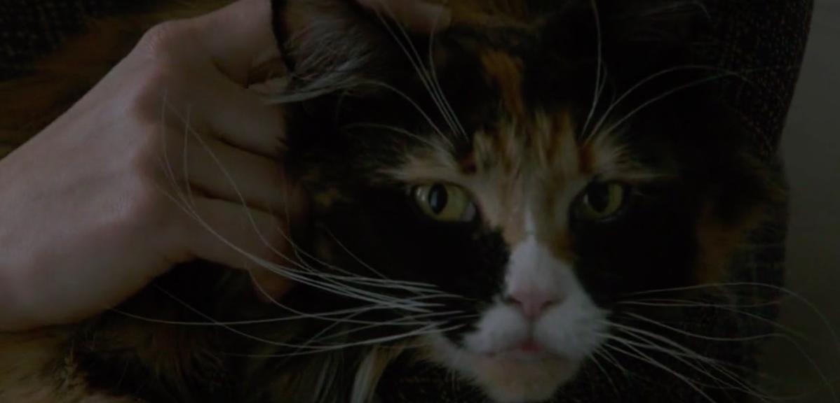 双面情人的视频,双面情人内容