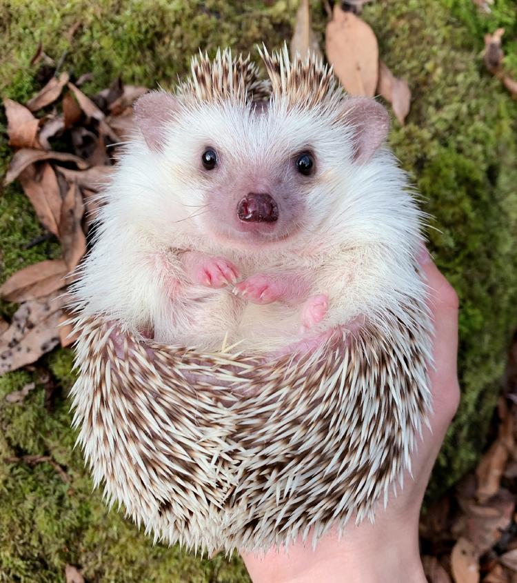 「第四期」一辆房车，三只毛孩子，三个姑娘，9476公里奇遇记