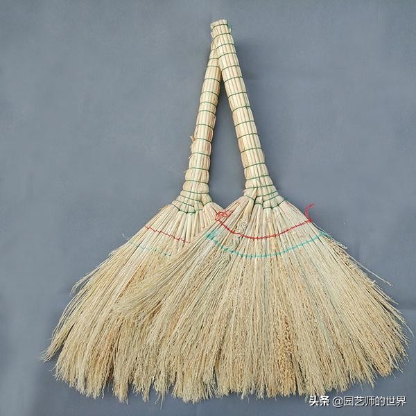 红色地肤草的种植方法,红地肤怎么养