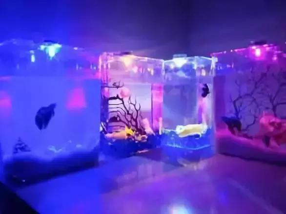 中国爬宠文化巡展时间表,中国爬宠文化巡展上海