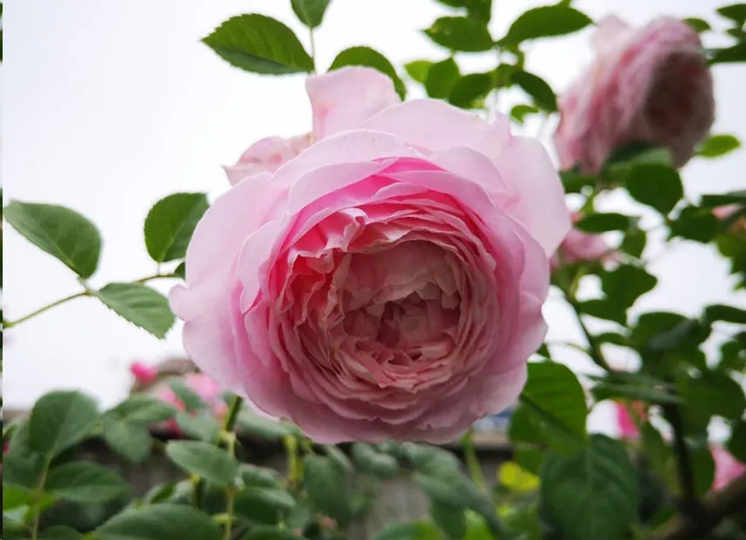 月季花开一半就不开了怎么回事,月季花开一半花蕊烂了是什么原因