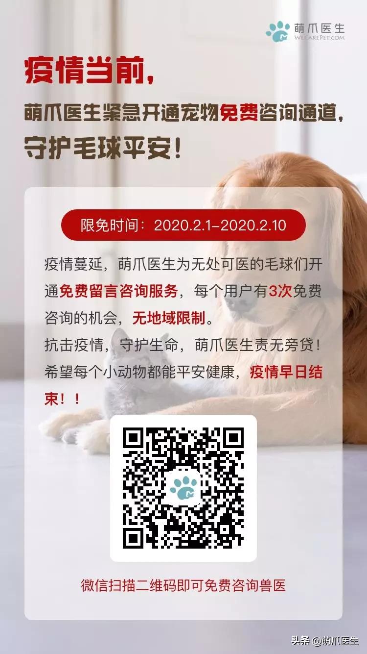 疫情宠物医院应该关门么,疫情宠物医院被迫关闭怎么办