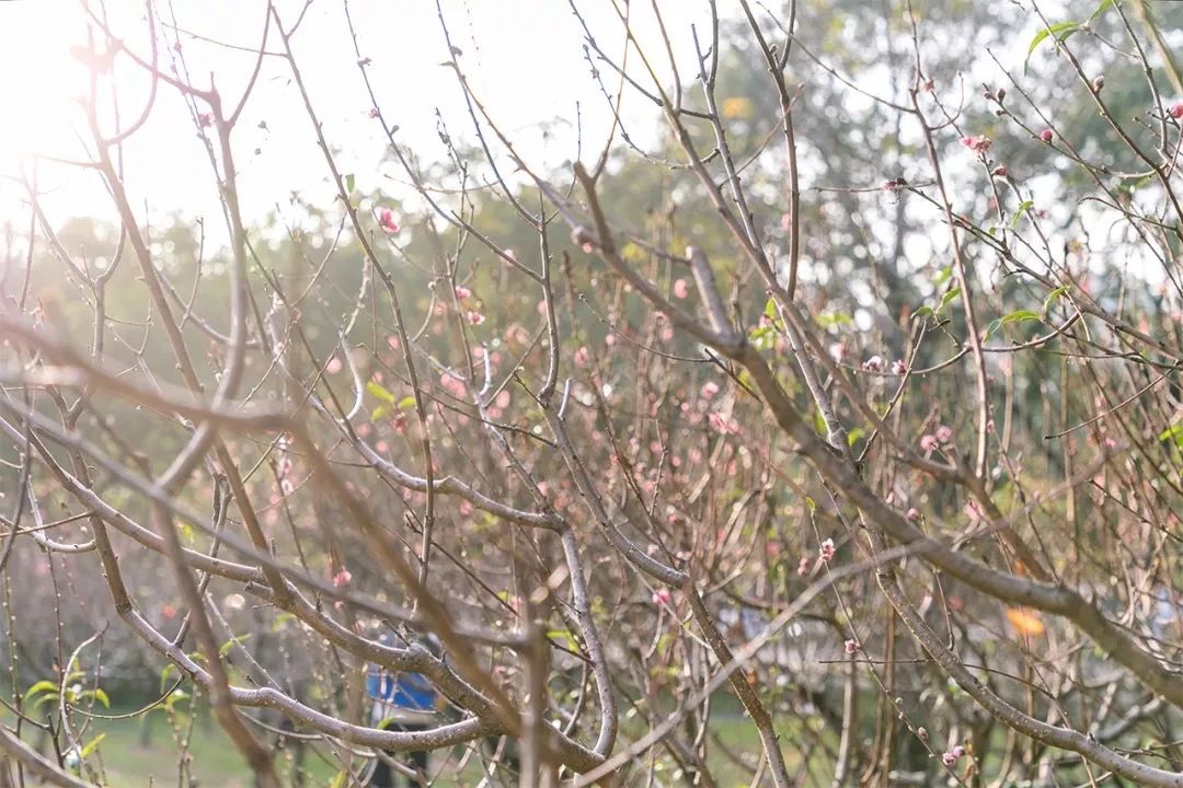 深圳周末浪漫好去处,深圳浪漫约会地点十个景点