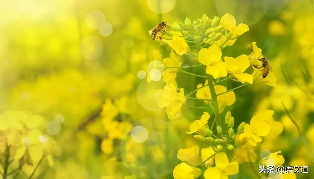 春分古诗词经典诗句,最美春分诗词