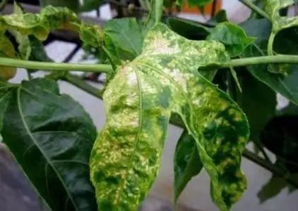 百香果如何种植效益好些,百香果最新高产种植方法