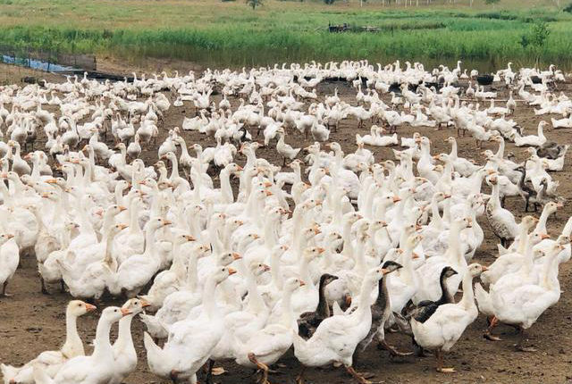 养种鹅下蛋为啥不挣钱,沙漠引进2000只大鹅除杂草
