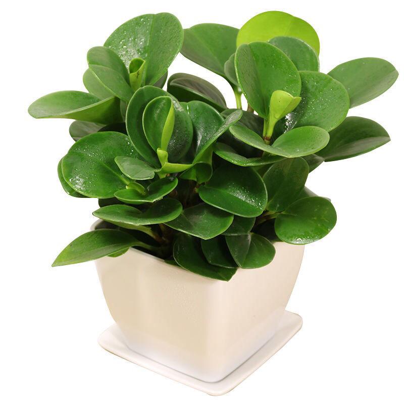 适合阳光暴晒的观叶绿植,适合室内养的高端观叶绿植