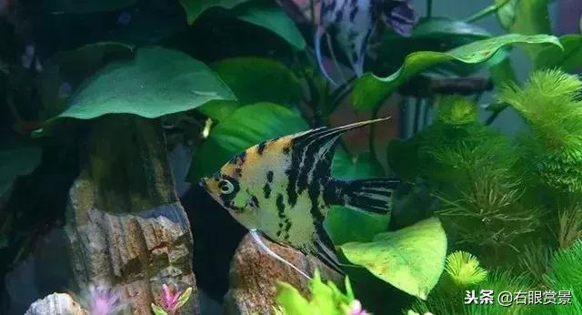 七彩神仙鱼有寄生虫的症状,神仙鱼体内寄生虫怎么去除