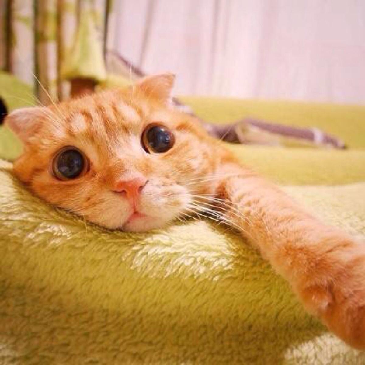 猫咪舔舐自己的伤口会怎么样,猫咪反复舔舐同一个部位是怎么了