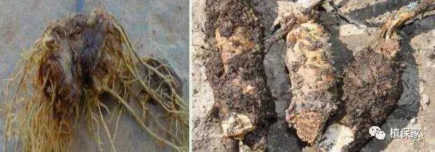 花生根腐病最新治疗方法,油菜根腐病的治疗方法