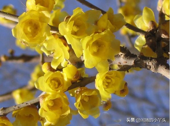 素心腊梅坚毅忠贞,高风亮节浩然正气