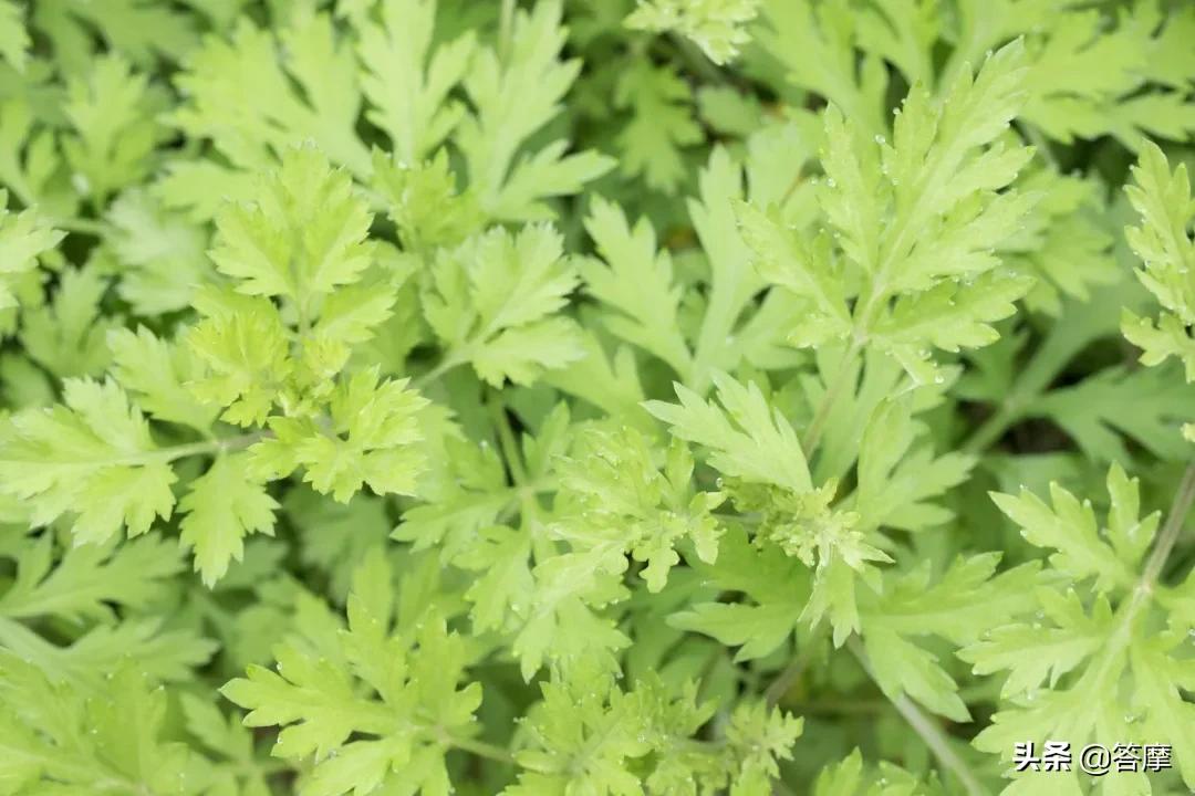 优质艾条品牌,艾条优质推荐