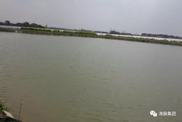 鱼塘消毒常用药剂,鱼塘用什么消毒液最好