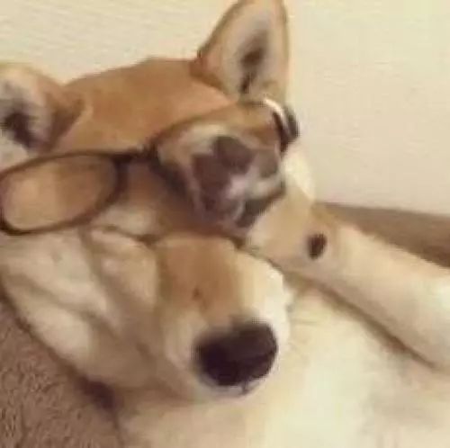 狗到底有多聪明,狗到底有多可爱