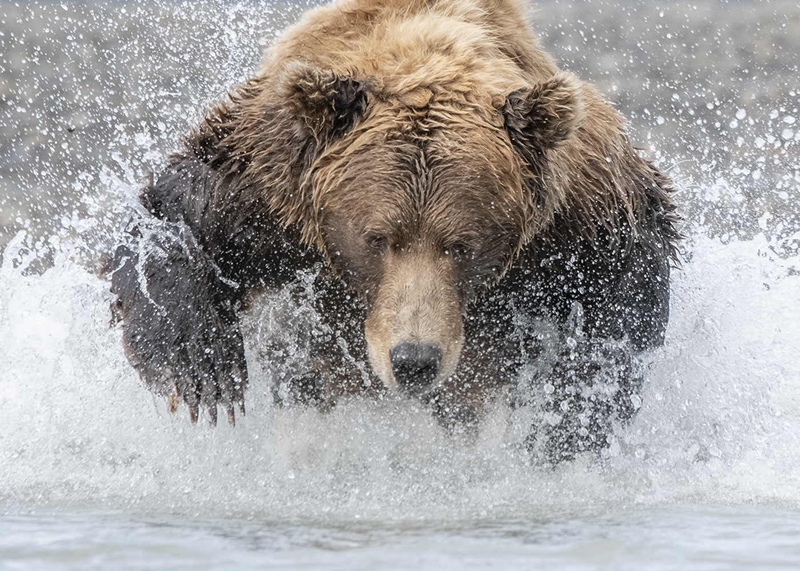 适合野生动物摄影器材,2020最佳旅游相机排行