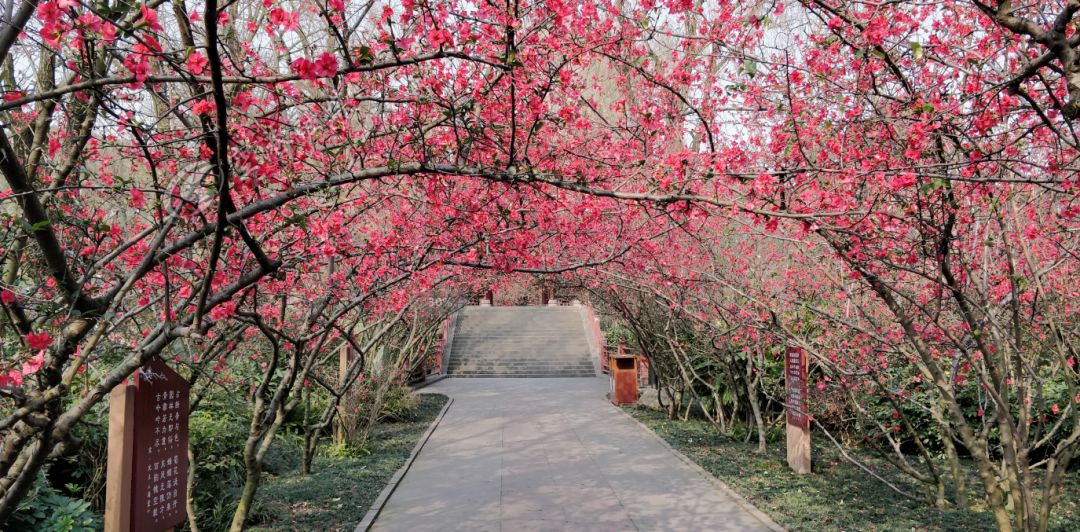2020年4月成都双流赏花地点,双流踏青赏花地