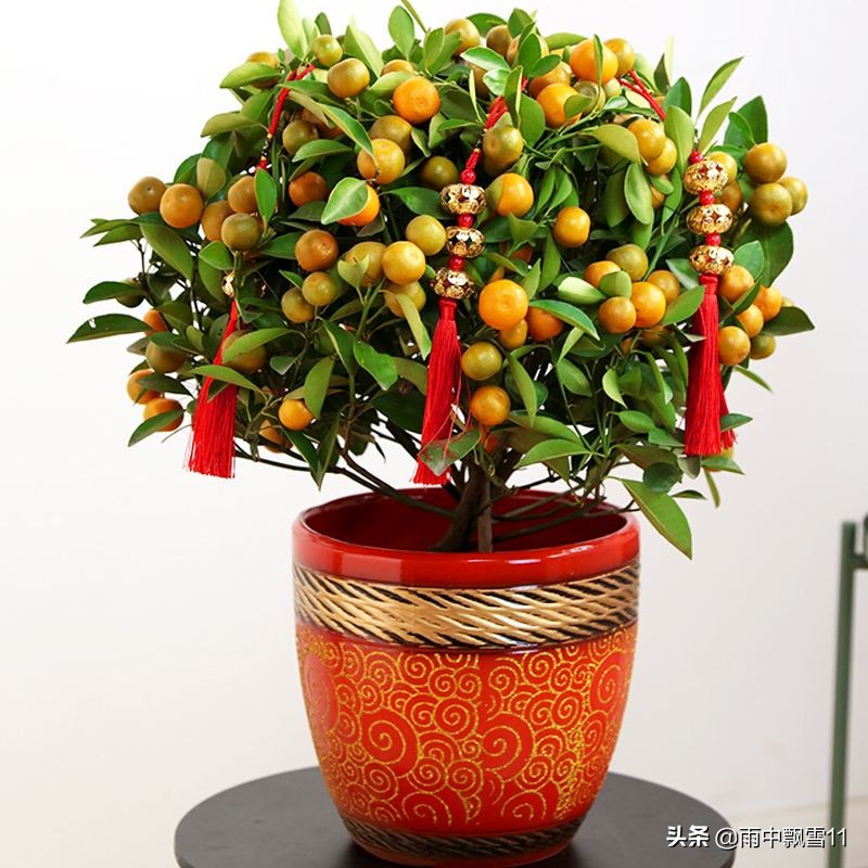 种植砂糖橘如何保花保果,观赏橘落果