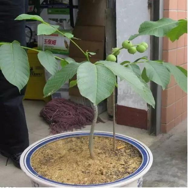 手串后期怎么继续盘,手串盘坏了可以重新抛光吗