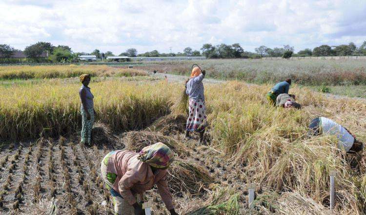 有趣的钱币之非洲篇——赞比亚克瓦查