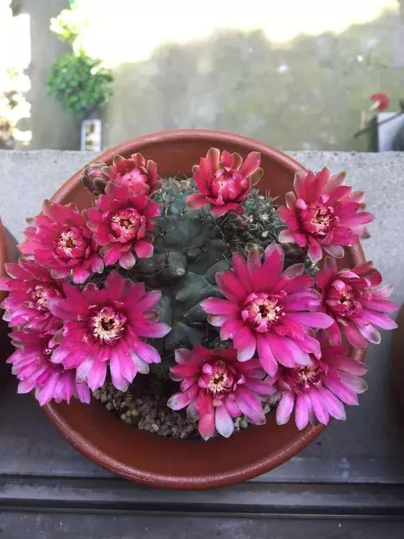 会开花的仙人球有几种,仙人球开花机器有哪些