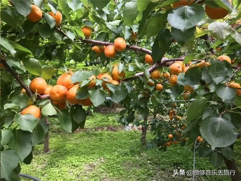 汶川三宝有哪些,汶川三宝市场枇杷