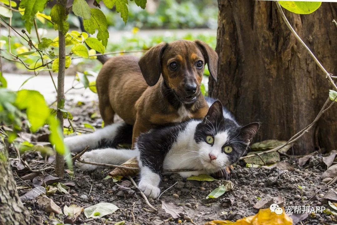 听说rawz狗粮可以喂猫?