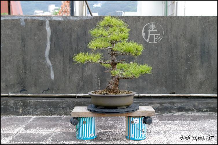黑松盆景造型实例图解 (小型黑松造型盆景)