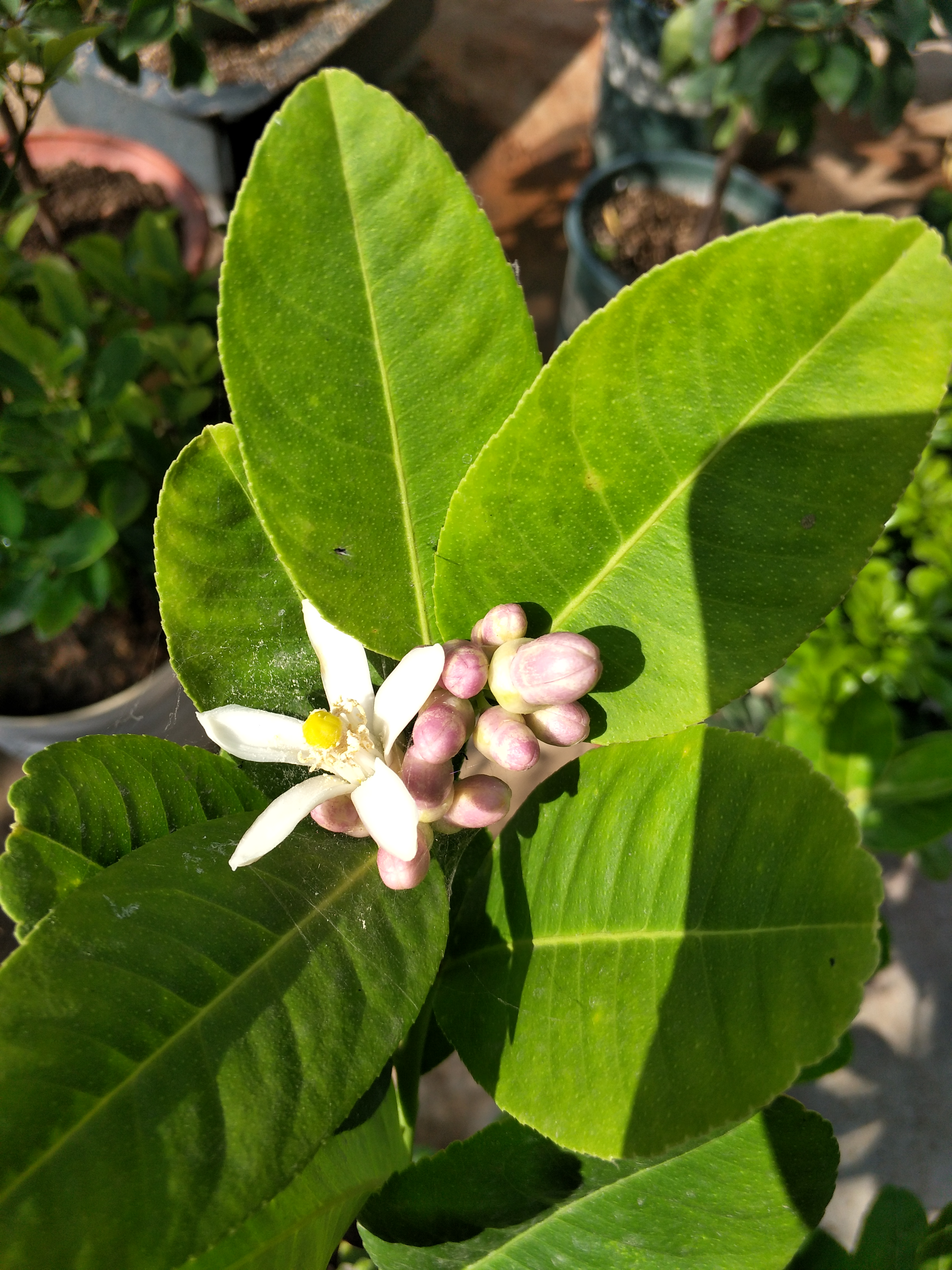 柠檬落花落叶,盆栽柠檬只开花不结果怎么办