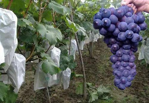 葡萄采收的最佳时间,葡萄成熟方法