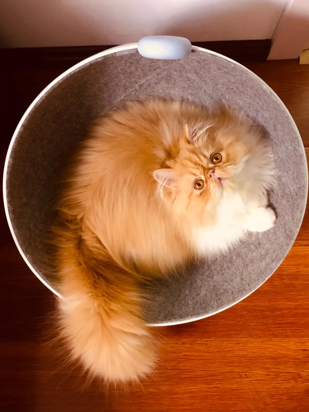 在西安卖猫赚钱,西安哪里卖猫卖得快