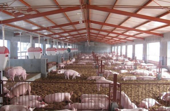 夏季高温猪容易中暑怎么办?四个妙招教你快速抢救