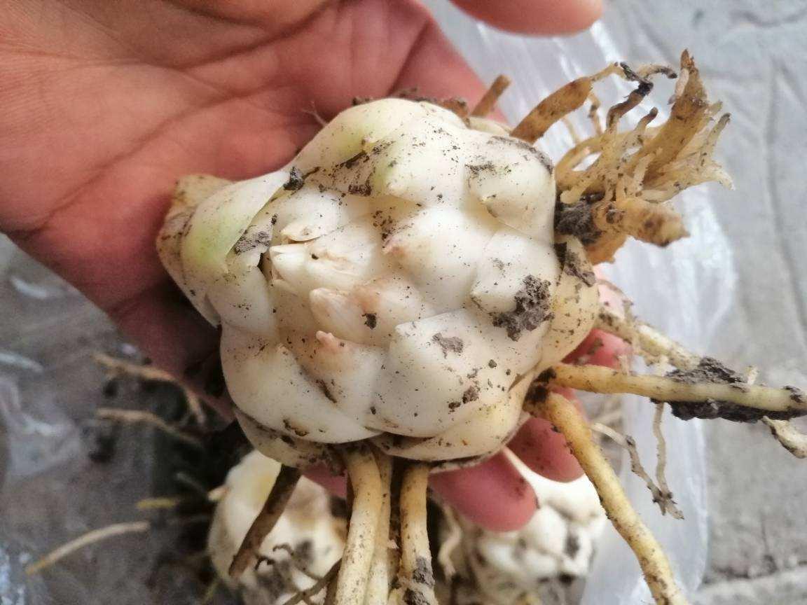 百合可以一盆养4棵吗,一枝多个花苞百合能分开养吗