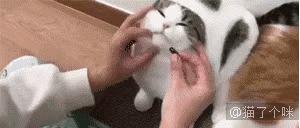 用喂药神器怎样给猫咪喂药,给猫咪喂药就吐