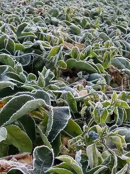 百香果防冻的最佳方法,百香果盖膜防冻效果