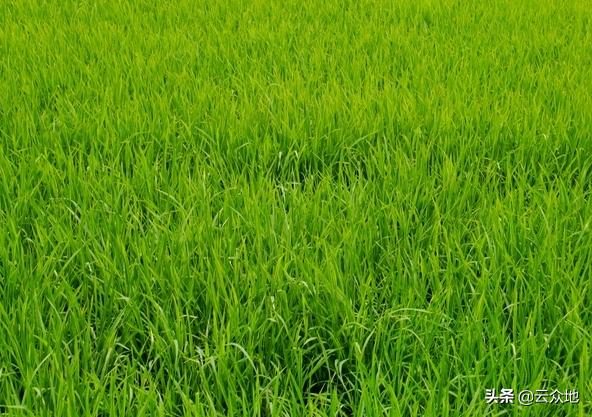 直播水稻怎么防鸟,早稻田直播怎么防鸟