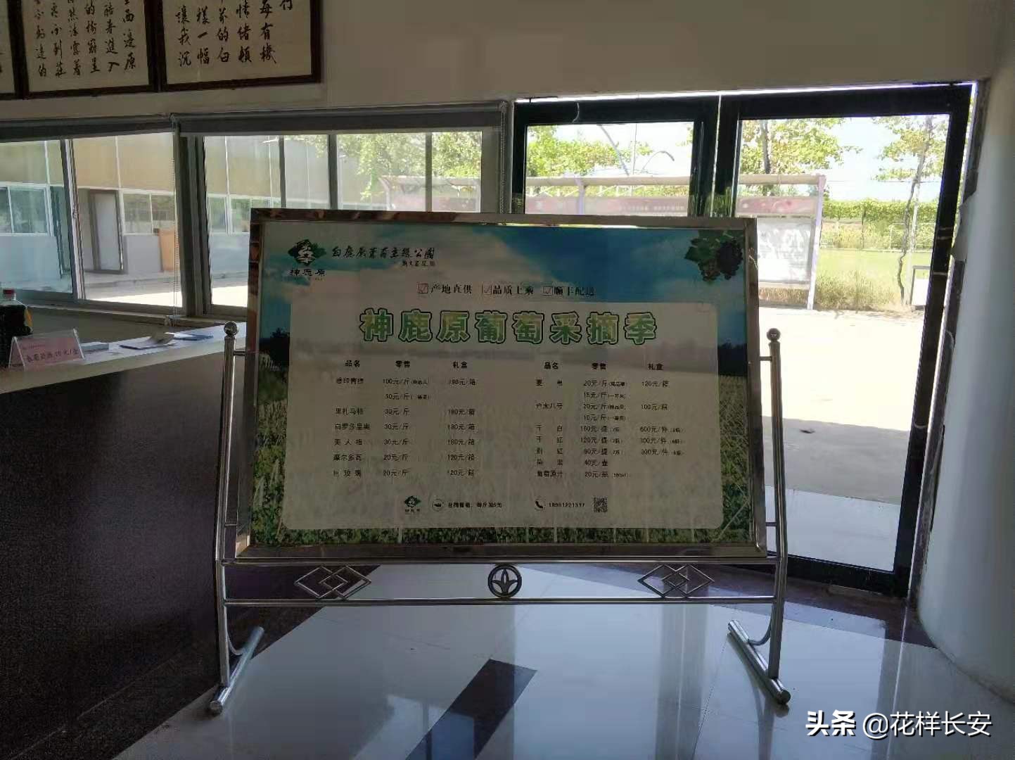 葡萄熟了玩耍视频,葡萄熟了采摘园