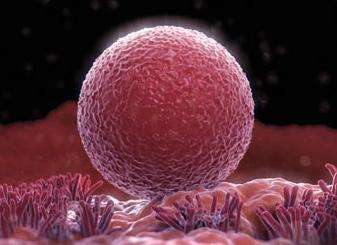 围绝经切除卵巢后什么反应,55岁闭经摘环例假又有了