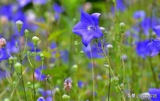 种植中药材需要哪些条件,北方种植什么中药材才适合