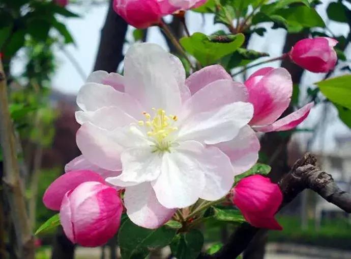 好书推荐快来领取你的宝藏书单,100种百花图谱大全